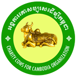 Cows-for-Cambodia---Cambodian-version-web